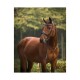 Trense Venedig VB/ COB (Vollblut)