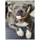 Ein grauer Pitbull liegt auf einem grauen Sofa und hält glücklich einen großen Kauknochen im Mund, mit einem verspielten Ausdruck.
