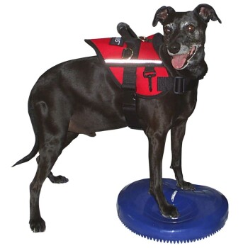 Ein schwarzer Hund, der eine rote Schwimmweste trägt, steht auf einer blauen Balance-Scheibe und sieht glücklich und aufmerksam aus.
