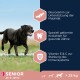 Ein schwarzer Labrador läuft auf einem grasbewachsenen Feld, mit Text über die Vorteile von Senior-Hundefutter: Glucosamin, Zahnpflege-Kibbles und Vitamine E & C.