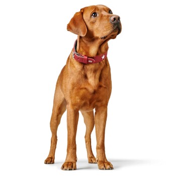 Ein goldbrauner Hund steht aufrecht, trägt ein rotes Halsband mit einem weißen Stern und schaut aufmerksam zur Seite vor einem weißen Hintergrund.