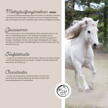 Ein galoppierendes weißes Pferd auf einem Schotterweg, mit Text über MSM, Glucosamin, Teufelskralle und Chondroitin für die Gelenkgesundheit von Pferden.