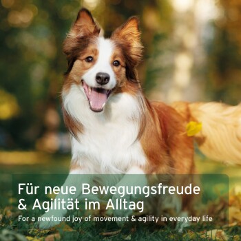Lächelnder braun-weiß gefleckter Hund im Freien; Einblendung: „Für neue Bewegungsfreude & Agilität im Alltag“ (engl.: „joy of motion“)