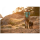Eine Person in einem türkisfarbenen Shirt und Shorts führt einen schwarzen Hund an der Leine auf einem Schotterweg, umgeben von Gras und Bäumen bei Sonnenuntergang.