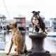 Zwei Hunde mit bunten Geschirren und Leinen an einer Marina, einer sitzt auf einem Poller und der andere auf dem Boden.