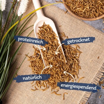 Getrocknete Mehlwürmer in einer Holzschaufel auf Jute, mit den Aufschriften 'proteinreich', 'getrocknet', 'natürlich' und 'energiespendend'.