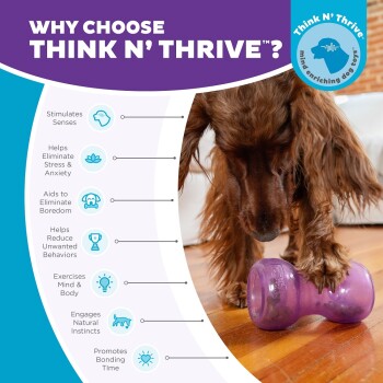 Ein Hund spielt mit einem lila Spielzeug auf einem Holzboden und zeigt die Vorteile von "Think N' Thrive" wie Stressabbau und geistige Anregung.