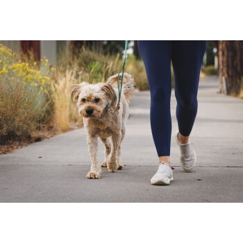 Eine Person in marineblauen Leggings und weißen Turnschuhen führt einen hellen Hund auf einem Betonweg, umgeben von Grün.