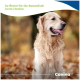 Golden Retriever im Herbstlaub; deutscher Text 'So fördert ihr die Gesundheit eures Hundes' und Canina®-Logo.