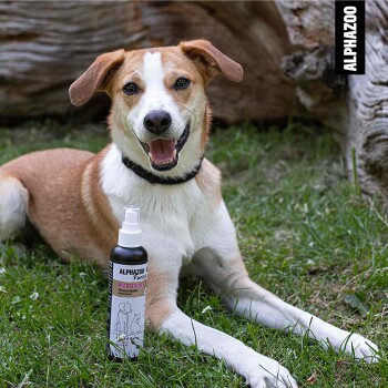 Ein Hund sitzt auf grünem Gras neben einer Flasche ALPHAZOO ByeByeBelly Spray, das für Haustiere entwickelt wurde, mit einer Cartoon-Illustration.