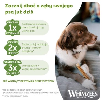 Brązowo-biały pies żujący przysmak dentystyczny obok polskiego tekstu „Zacznij dbać o zęby swojego psa już dziś” i logo Whimzees.