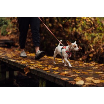Ein kleiner weißer Hund mit braunen Markierungen läuft über eine Holzbrücke, die mit Herbstblättern bedeckt ist, während eine Person in schwarzen Hosen und Sneakers neben ihm läuft.