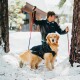 Ein Golden Retriever, der eine schwarze Jacke trägt, steht im Schnee und schaut in Richtung einer Person, die Skistöcke in einer verschneiten Waldumgebung hält.