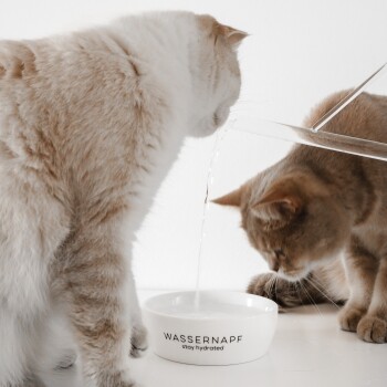 Zwei Katzen, eine hellfarbige und eine orange, trinken aus einer weißen Schüssel mit der Aufschrift "WASSERNAPF stay hydrated", während Wasser hineingegossen wird.