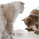 Zwei Katzen, eine hellfarbige und eine orange, trinken aus einer weißen Schüssel mit der Aufschrift "WASSERNAPF stay hydrated", während Wasser hineingegossen wird.