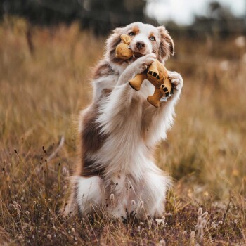 Ein verspielter Hund mit blauen Augen hält ein Plüschspielzeug im Mund und steht auf seinen Hinterbeinen in einem grasbewachsenen Feld.