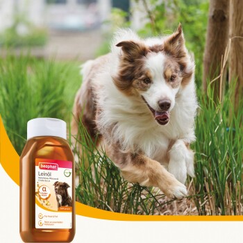 Eine Flasche Beaphar Leinöl, ein natürliches Pflanzenöl für Haustiere, wird im Vordergrund gezeigt, während ein Hund im Gras dahinter läuft.