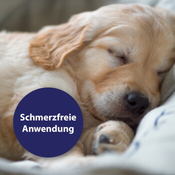 Nahaufnahme eines schlafenden Golden Retriever Welpen mit einem dunkelblauen Siegel mit der Aufschrift 'Schmerzfreie Anwendung'.