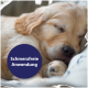 Nahaufnahme eines schlafenden Golden Retriever Welpen mit einem dunkelblauen Siegel mit der Aufschrift 'Schmerzfreie Anwendung'.