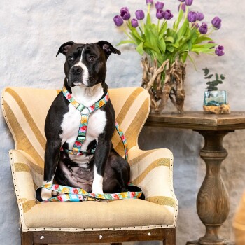 Schwarz-weißer Hund trägt ein buntes Blumen-Geschirr und sitzt auf einem beigen gestreiften Sessel neben einem Holztisch mit lila Tulpen.