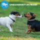 Ein weiß-brauner Jack Russell Terrier und ein kleiner brauner Mischlingshund spielen auf grünem Gras, mit "UNSICHERHEIT IM FREIEN" darüber.