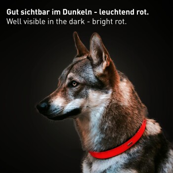 Nahaufnahme eines Hundes mit einem leuchtend roten Halsband und dem Text: "Gut sichtbar im Dunkeln - leuchtend rot."