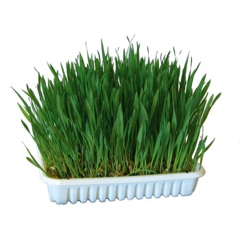 Nagergras 100g