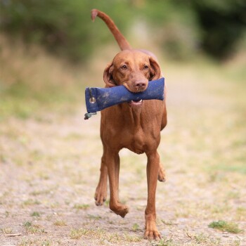 Brauner Hund läuft draußen auf einem Erdweg mit einem blauen Kauspielzeug im Maul.
