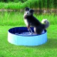 Un chien noir et blanc joueur se tient dans une petite piscine bleue, éclaboussant de l'eau, entouré d'herbe verte et d'un étang serein.
