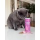 Graue Katze schnuppert an einer pinken 'KatKare Strong Heart Topping'-Dose mit Schaufel und einem Haufen Pulver auf dem Tisch.