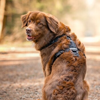 Ein brauner und weißer Hund trägt ein graues Geschirr und eine Leine, schaut nach oben, während er auf einem schmutzigen Weg steht, umgeben von herbstlichem Laub.