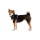 Eine Seitenansicht eines Shiba Inu, der ein schwarzes Geschirr trägt, das seinen flauschigen Schwanz und die charakteristischen Fellfarben Braun, Schwarz und Weiß zeigt.