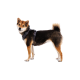 Eine Seitenansicht eines Shiba Inu, der ein schwarzes Geschirr trägt, das seinen flauschigen Schwanz und die charakteristischen Fellfarben Braun, Schwarz und Weiß zeigt.