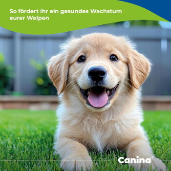 Golden-Retriever-Welpe liegt auf dem Gras, glückliches Gesicht; Text: 'So fördert ihr ein gesundes Wachstum eurer Welpen' und 'Canina'.