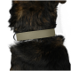 Nahaufnahme des Halses eines Hundes mit einem stilvollen, breiten, olivgrünen Lederhalsband vor einem Hintergrund aus dunklem Fell.