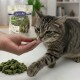 Grau getigerte Katze schnüffelt an einem grünen Würfel-Leckerli aus einer Hand, Haufen grüner Leckerlis und eine Tüte mit der Aufschrift 'Lyra Pet' sind sichtbar