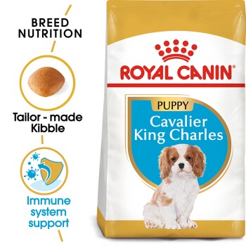 Cavalier King Charles Puppy 1.5 kg