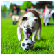 Ein verspielter Bulldogge nähert sich einem schwarz-weißen Fußball mit der Aufschrift 'KONG' auf grünem Gras, während im Hintergrund Kinder spielen.
