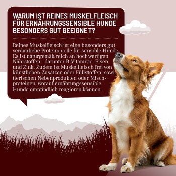 Braun-weißer Hund sitzt und schaut nach oben neben einer weinroten Textbox mit deutschem Text über reines Muskelfleisch für empfindliche Hunde.