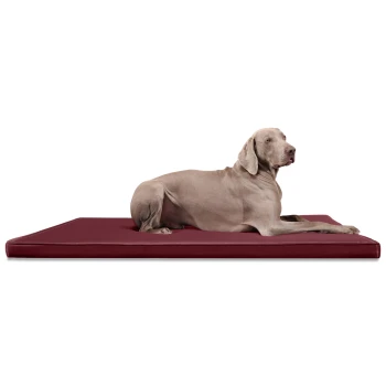 CARLOS Ortho-Medic - Orthopädische Hundematte dunkelrot 1 m, 6 cm, 80 cm Ein grauer Weimaraner-Hund liegt auf einem burgunderfarbenen Haustierbett und schaut aufmerksam zur Seite.