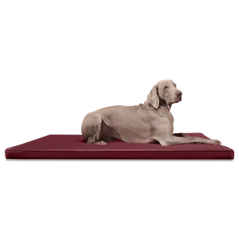 Ein grauer Weimaraner-Hund liegt auf einem burgunderfarbenen Haustierbett und schaut aufmerksam zur Seite.