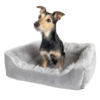 Ein kleiner schwarz-brauner Hund sitzt in einem plüschigen grauen Haustierbett mit einem flauschigen weißen Innenraum.