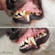 Weißer Behälter von "DENTA VITAL PULVER" für die Zahnpflege von Haustieren, mit deutschen Vorteilen wie natürlichen Zutaten und einfacher Dosierung.
