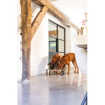 Zwei braune Hunde, die an einer erhöhten Futterstation in einem modernen Innenraum mit Holzbalken und einem großen Fenster im Hintergrund fressen.