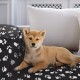 Hellbrauner Shiba Inu Welpe liegt auf einer schwarzen Decke mit weißen Pfotenabdrücken, weiße Kissen im Hintergrund.