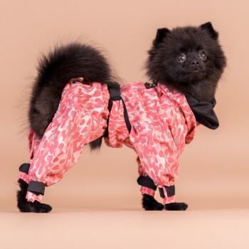 Schwarzer Pommerscher Hund trägt einen rosa Tarnregenmantel mit schwarzen Riemen vor beigem Hintergrund.