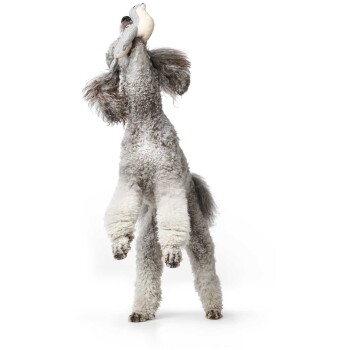 Ein verspielter grauer Pudel springt mit einem weichen Spielzeug im Mund und zeigt sein flauschiges Fell und seine energetische Pose vor einem weißen Hintergrund.