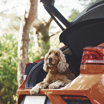 Ein goldener Cocker Spaniel entspannt sich im offenen Kofferraum eines orangefarbenen Autos, umgeben von Grün.