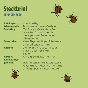 Illustration von Teppichkäfern auf grünem Hintergrund, die ihre Eigenschaften, Ernährung und Lebensphasen auf Deutsch detailliert.