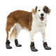 Ein brauner und weißer Hund, der vier schützende Booties trägt, steht vor einem weißen Hintergrund.